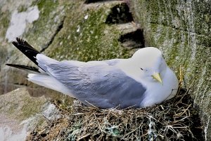 Kittiwake