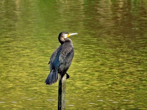 Cormorant