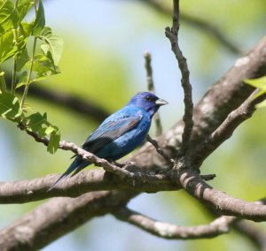 Indigo Bunting