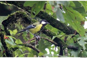 Green Backed Tit