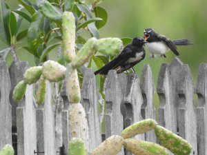 Baby with birditude