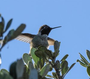 Anna's Hummingbird