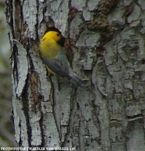 Prothonotary warbler at nesthole