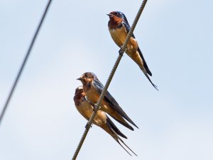 Barn Swallow