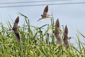 Lesser Yellowlegs