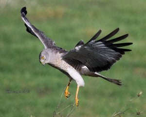 Male Northern Harrier