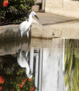 EASTERN CATTLE EGRET