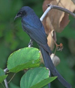 BLACK DRONGO