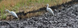 EASTERN CATTLE EGRET