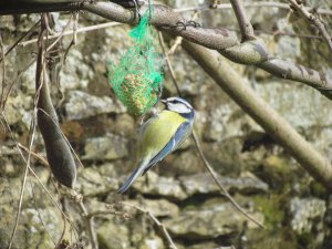 Blue Tit by my wisteria