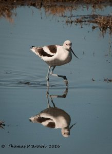 American Avocet