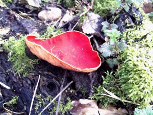 Scarlet Elf Cup...