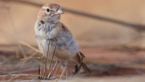 Dune Lark