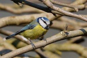 Perky Blue Tit