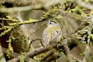 Goldcrest