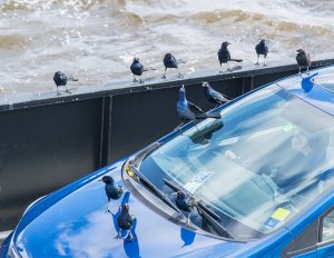 SF - Grackle Ferry