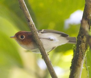 Sunda Warbler Seicercus grammiceps Bali 2015