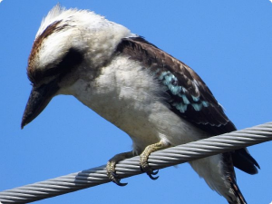 Kookaburra (lifer)