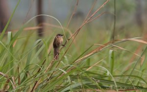 Slender-billed babbler