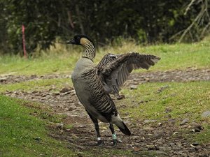 Nene flapping it's wings