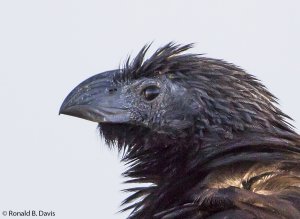 Groove-billed Ani Closeup of Head C-RICA SER 2