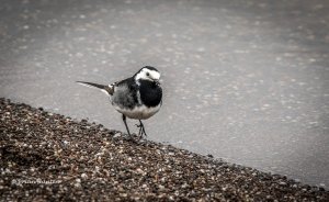 Pied Wagtail