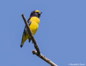 Scrub Euphonia C-RICA SER 2