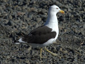 Black-backed Gull