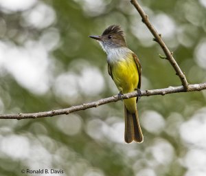 Brown-crested Flycatcher C-RICA SER 2