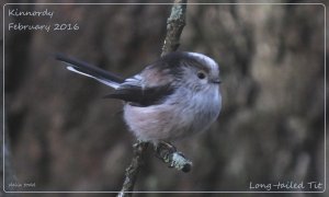 Long-tailed Tit