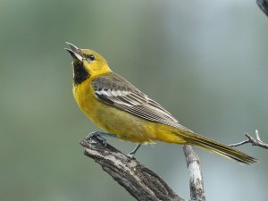 Hooded Oriole