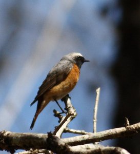 Male Redstart