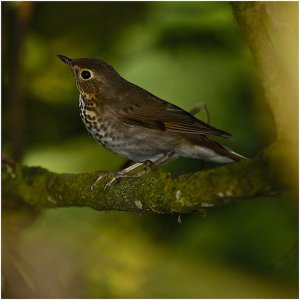 Swainson's Thrush