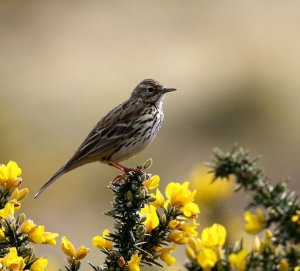 Meadow Pipit