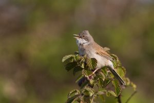 Common Whitethroat