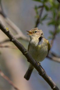 Chiffchaff