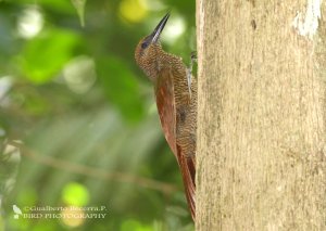 Northern Barred Woodcreeper (Dendrocolaptes sanctithomae) (