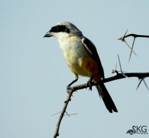 Long-tailed Shrike