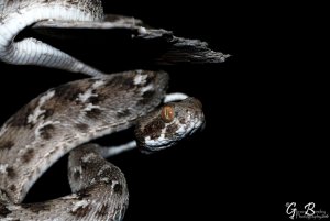 Echis carinatus - Saw Scaled Viper