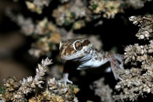 Bunopus tuberculatus - Baluch Ground Gecko