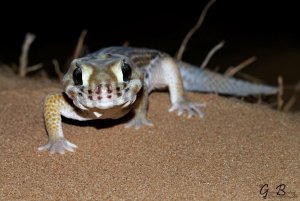 Teratoscincus keyserlingii - Arabian Wonder Gecko