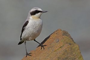 Wheatear