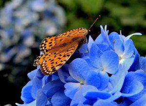 High Brown Fritillary