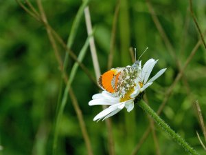 Orange Tip Butterfly