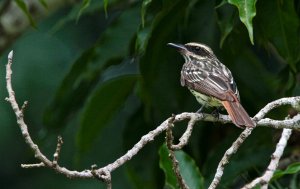 Streaked Flycatcher