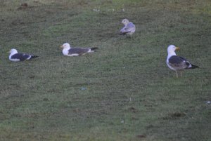 Gulls