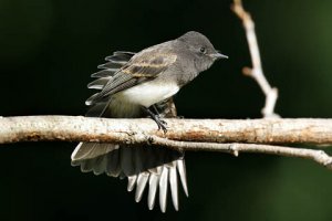 Black phoebe stretching