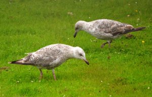 Gulls