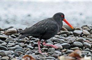 Oystercatcher