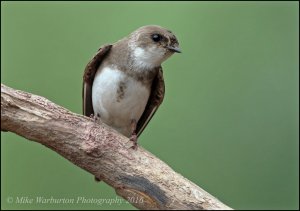 Sand Martin